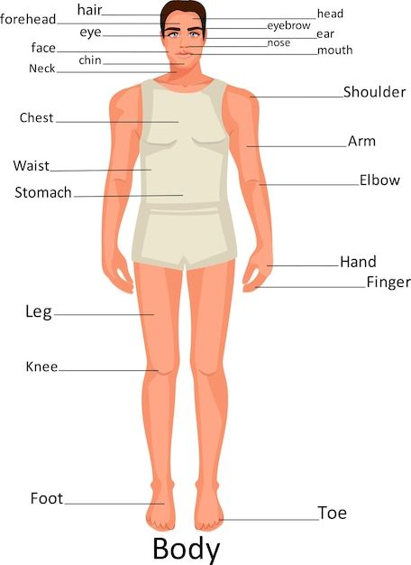 Diagram of human body parts on a man. ed... | Premium Vector #Freepik #vector #body-parts #kids-body #student-cartoon #human-body Body Parts For Kids, Infographic Chart, Ginger Smoothie, Chart For Kids, Human Body Parts, Educational Infographic, Kids Science, Men's Health Fitness, Charts For Kids