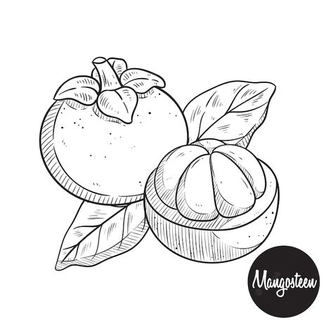 Mangosteen Tattoo, Mangosteen Drawing, Exotic Inktober, Philippines Tattoo, Tree Outline, Fruits Drawing, Bujo Ideas, Drawing Vector, Historical Background