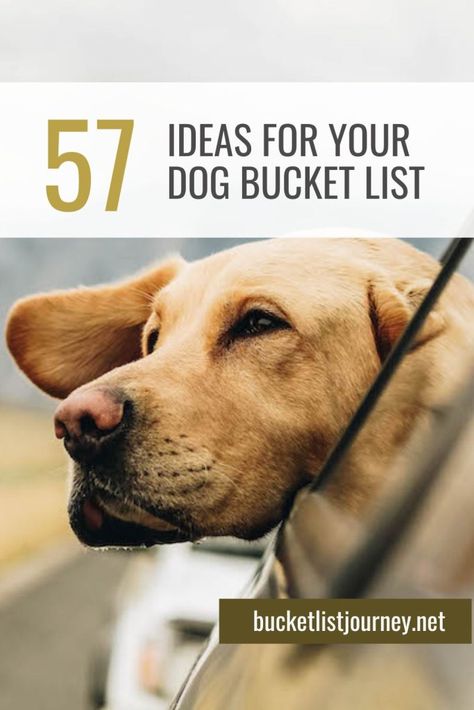 These dog friendly fun things to do are the best activities and ideas for your dog bucket list. Days out with him will make you both happy! Happy Activities, Dog Bucket List, Do With Your Best Friend, Life List, Beach Trips, Indoor Games, Unforgettable Memories, Days Out, Dog Friendly