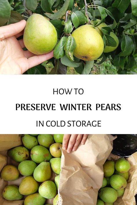 Root Cellar Storage, Pear Varieties, Harvest Storage, Gardening Herbs, Garden Vertical, Fruit Bushes, Herbs Garden, Root Cellar, Long Term Food Storage