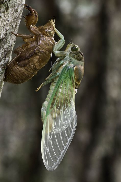 Cicada Coming Out Of Shell, Cicada Aesthetic, Cicada Wallpaper, Cicada Photography, Insects Photography, Witches Circle, Cicada Art, Weird Insects, Witch Tips