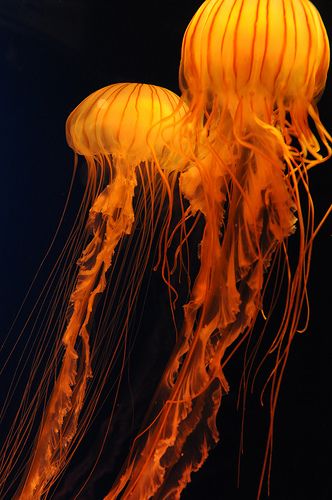 Yellow Jellyfish, Color Personality, Jaune Orange, Orange You Glad, Orange Aesthetic, Orange Wallpaper, Yellow Aesthetic, Aesthetic Colors, Aesthetic Images