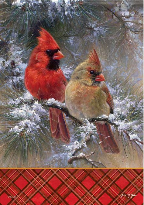 Male And Female Cardinals, Cardinal Bird Photography, Female Cardinals, Cardinals Birds, Cardinal Birds Art, Cardinal Christmas, White Symbol, Christmas Artwork, Christmas Cardinals