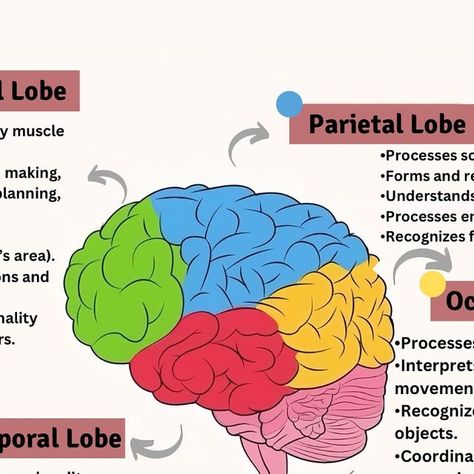 MedQuizZone on Instagram: "⬇️Save it for later ✔️ 🔻Follow @medquizzone for daily updates ✅ . . . . . . . . . . . . . . . . . . . . . . . . . . . . . . . . . . . . . . . . . . . . . . . . . . . . . . . . . . . . . . . . #FrontalLobe #TemporalLobe #OccipitalLobe #Cerebellum #Brainstem #Neuroscience #BrainHealth #MemoryFormation #VisualProcessing #MotorCoordination  #usmle #plab #nle #amc #haad #foryou #asmr #doctor #nurse #whitecoat #fyp #grow #StudyWithMe #fly #viralvideo #reels #reels #account #pmdc #dha" Brain Parts And Functions, Part Of Brain, Parietal Lobe, Brain Lobes, Brain Parts, Occipital Lobe, Visual Processing, Motor Coordination, Cognitive Functions
