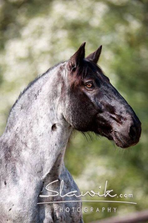 Blue Roan Noriker Horse Genetics, Horse Land, Noriker Horse, Stunning Horses, Horse Coats, Horse Photo, Amber Eyes, Pony Express, Horse Inspiration