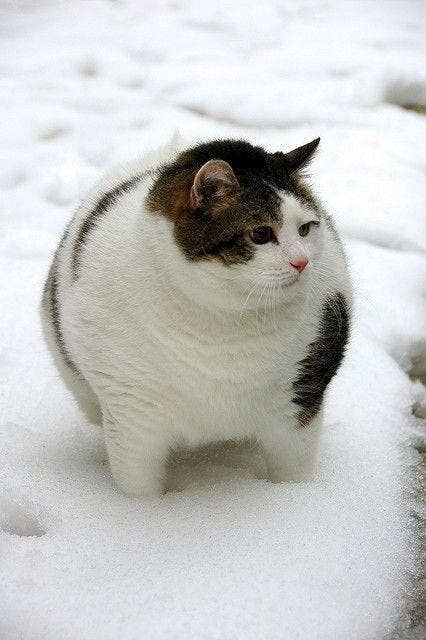 19 Pictures Of Fat Cats That Will Improve Your Day Cute Fat Cats, Fat Animals, Funny Dog Pictures, Haiwan Peliharaan, Cat Stuff, Fat Cats, Funny Cute Cats, Cat Care, Silly Cats