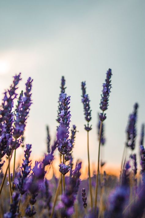 Cool Pictures For Wallpaper, Lavender Aesthetic, Wallpaper Nature Flowers, Lovely Lavender, Sainte Marie, Beaux Villages, Flower Background Wallpaper, Beautiful Flowers Wallpapers, Beautiful Landscape Wallpaper