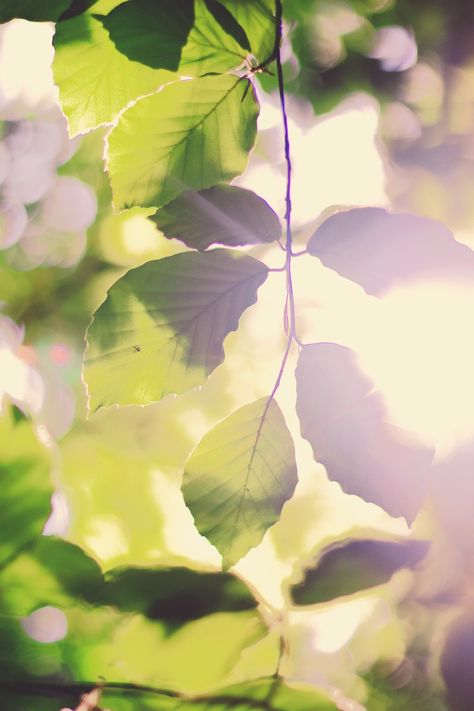 Leaves Sun Forest, #Leaves, #Forest, #Sun Sun Through Leaves, Light Through Leaves, Sunlight Through Leaves, Basement Art, Lilies Of The Field, Forest Leaves, World Map Design, Sun Aesthetic, Leaf Photography