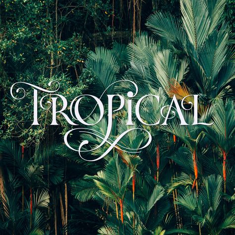 Tropical: Hand Lettering with Flourishes by Sandra Brezina Expressive Lettering, Flourish Design, Illustration Typography, Block Letters, Letter Design, Script Lettering, School Help, Space Architecture, Procreate App