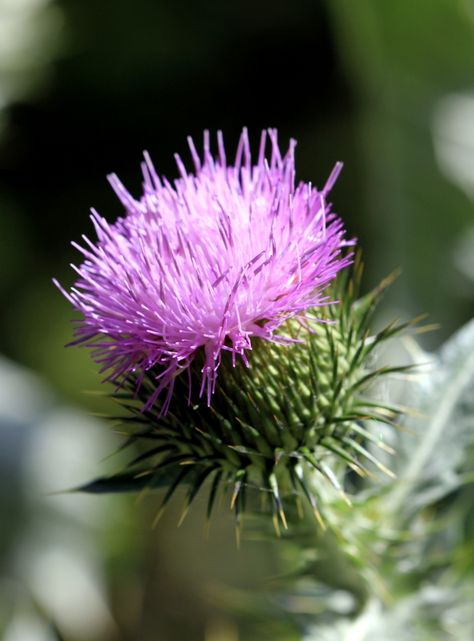 5 Favorites: Garden-Friendly Thistles Thistle Plant, Scottish Flowers, Sweet Flowers, Thistle Flower, Gardening 101, Scottish Thistle, Plant Wallpaper, Botanical Beauty, Nature Plants