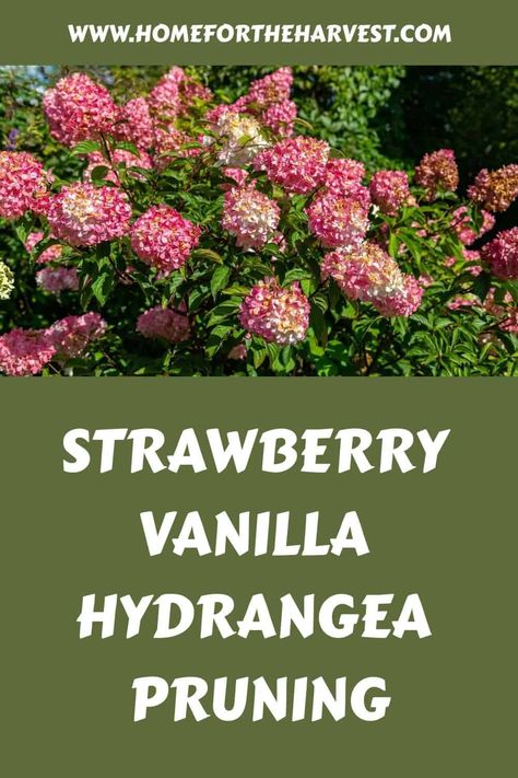 Vanilla Hydrangea, Strawberry Sundae Hydrangea, Hydrangea Pruning, Front Walkway Landscaping, Vanilla Strawberry Hydrangea, Strawberry Hydrangea, Pruning Hydrangeas, Hydrangea Tree, Hydrangea Landscaping