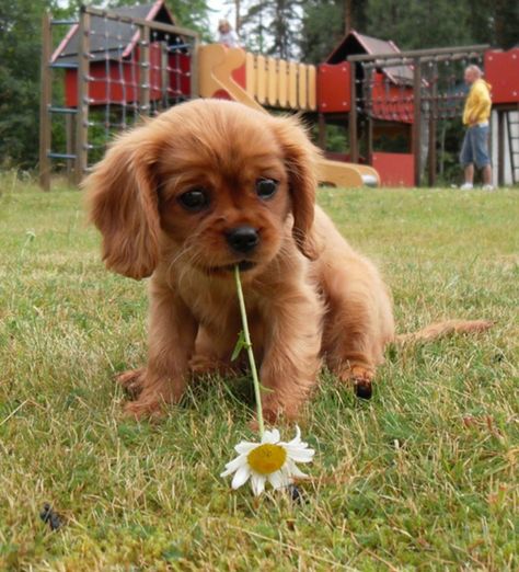 Cavalier King Charles Spaniel King Charles Cavalier Spaniel Puppy, Psy I Szczenięta, Söt Katt, Spaniel Puppies, Cute Dogs And Puppies, Charles Spaniel, Cavalier King, Cute Creatures, Cavalier King Charles Spaniel