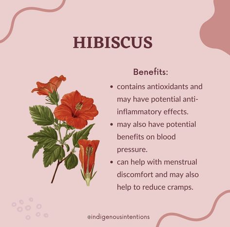 Benefits of Hibiscus Flower in Rose Kisses Herbal Blend Pre-Rolls Hibiscus Benefits Health, Hibiscus Flower Benefits, Hibiscus Herb, Hibiscus Benefits, Hibiscus Leaf, Herbal Cosmetics, Vitamin Rich Foods, Hibiscus Leaves, Food Preserving