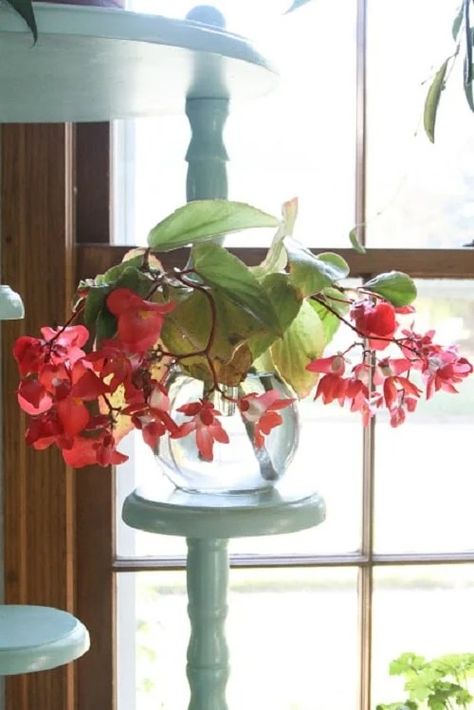 31 Popular Indoor Plants You Can Grow In Vases Water Plants Indoor, Plants Grown In Water, Popular House Plants, Indoor Water Garden, Plants Uk, Chinese Money Plant, Growing Plants Indoors, Strawberry Plants, Best Indoor Plants