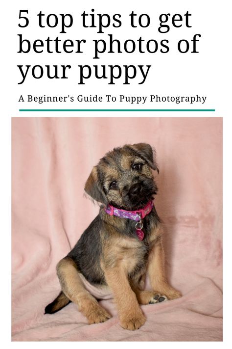 How To Take Cute Puppy Pictures, How To Advertise Puppies For Sale, Puppy Pictures For Selling, Professional Puppy Pictures, How To Sell Puppies, Puppy Photoshoot Ideas Dog Owners, Puppy Picture Ideas To Sell, Puppy Photo Shoot Ideas, Puppy Picture Ideas Photography