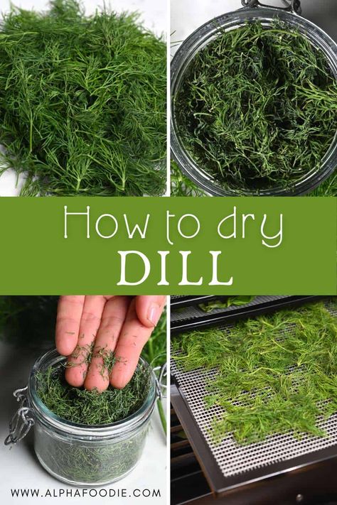 How to dry dill with one of three methods: in the oven, using a dehydrator, or air-drying. As well as how to store and use the dried dill! Dehydrate In Oven, Freezing Food Guide, Preserve Fresh Herbs, Store Fresh Herbs, Drying Fresh Herbs, Dried Dill, Preserving Herbs, Perfect Eggs, Drying Dill