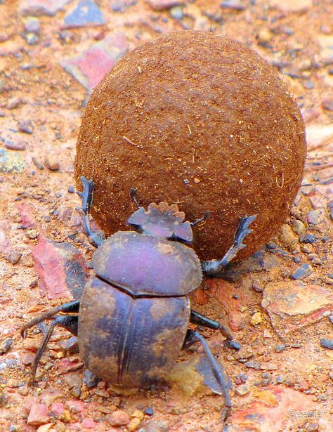 Dung Beetle When life gets tough and you feel it cant get any worse always remember you could be a dung beetle .......baahahahahahahahahahah Egypt Scarab, Dung Beetle, Mantis Religiosa, Beetle Insect, Cool Bugs, Scarab Beetle, Beautiful Bugs, Arthropods, Creepy Crawlies