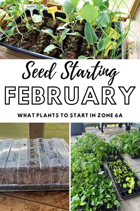 All about what seeds to start in February to have a successful garden! Seeds To Start In February, Seed Planting, Seed Starting Mix, Succession Planting, Start Of Winter, Starting Seeds Indoors, Heat Mat, Soil Testing, Mini Greenhouse