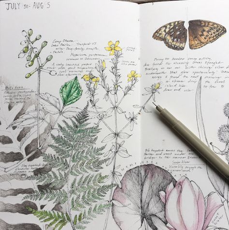 Nature Sketchbook, Kunstjournal Inspiration, Diy Nature, Botanical Sketchbook, Sketchbook Journal, Nature Sketch, Kunst Inspiration, Botanical Artwork, Artist Sketchbook