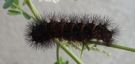 Black Fuzzy Caterpillar - Owlcation Moth Cocoon, Radish Leaves, Giant Leopard Moth, Rural Garden, Black Caterpillar, 80s Metal Bands, Fuzzy Caterpillar, Leopard Moth, Inch Worm