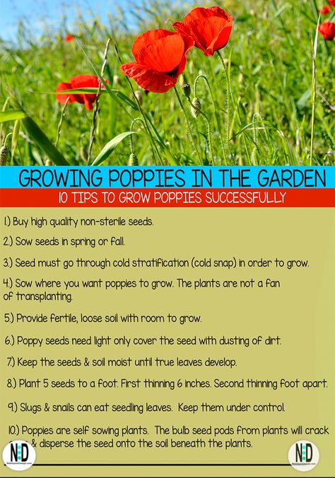 Planting Poppy Seeds, Growing Poppies, Planting Poppies, Slugs In Garden, Balcony Gardening, Poppy Garden, Stunning Flowers, Fall Bulbs, Garden Plots