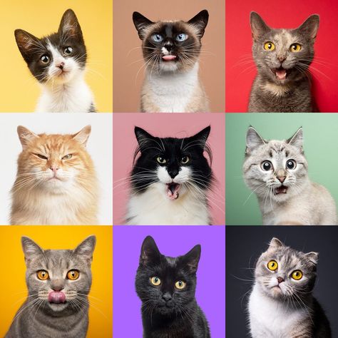 New Study: Cats Have 276 Facial Expressions Cat Facial Expressions, Cats Expressions, Facial Action Coding System, Cat Expressions, Cat Info, Face Drawing Reference, Cat Help, Outdoor Cats, Human Interaction