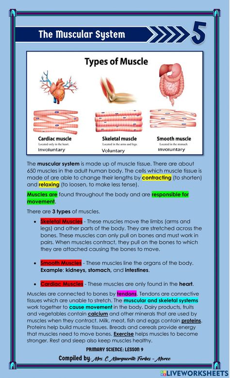 The Three Types of Muscles online exercise for 5. You can do the exercises online or download the worksheet as pdf. Muscle Fiber Types, Muscles Notes Anatomy, Muscular System Anatomy Notes, Anatomy Muscles Study, Muscle Notes, Muscular System Notes, Muscles Notes, Muscles Worksheet, Muscular System For Kids