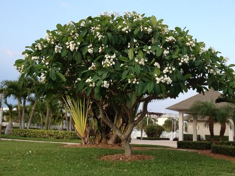 This is a photo I took of a White Plumeria/Frangipani Tree. Ornamental Trees Landscaping, Frangipani Garden, Plumeria Tree, Ornamental Trees, Landscape Trees, Small Trees, Small Gardens, Tropical Garden, Beautiful Tree