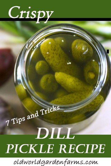 Tired of soggy pickles? Learn the 7 tips and tricks to getting crunchy dill pickles!   #pickles #crunchyypickles #crisppickles #cucumbers #canning #canningpickles #oldworldgardenfarms Crispy Dill Pickle Recipe, Crispy Dill Pickles, Sweet Dill Pickles, Canning Pickles Recipe, Sandwich Bread Recipe, Dill Pickle Recipe, How To Make Pickles, Pickles Recipe, Canning Pickles