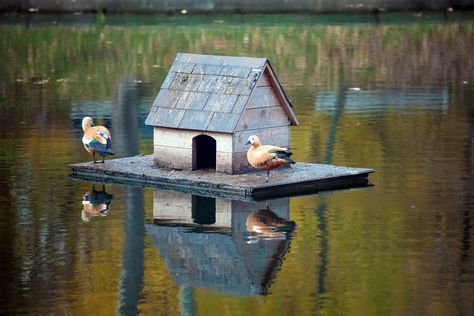 Duck House Ideas, Floating Duck House, Duck House Diy, Duck Enclosure, Duck House Plans, Duck Island, Duck Pens, Goose House, Goat Shelter