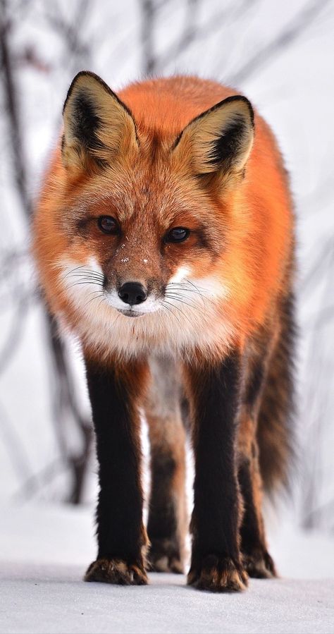 Cute Animal Tattoos, Creature Fantasy, Fox Pictures, Fox Illustration, Pet Fox, Fox Art, Wild Dogs, Cute Wild Animals, Cute Fox