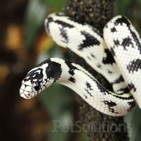 California Kingsnake  White and black variation California Kingsnake, California King Snake, King Snake, Milk Snake, Pretty Snakes, Snake Lovers, Cute Reptiles, Cute Snake, Pet Snake