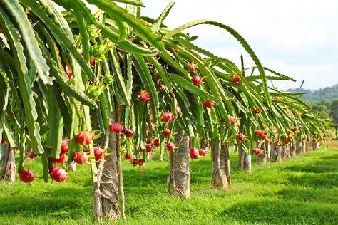 Dragon Fruit Plant Care: Guide On How to Grow Dragon Fruit Dragon Fruit Garden, Dragon Fruit Varieties, How To Grow Dragon Fruit, Dragon Fruit Tree, Como Plantar Pitaya, Dragon Fruit Cactus, Dragon Fruit Benefits, Pink Dragon Fruit, Dragon Fruit Plant