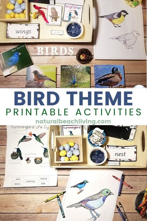 Kindergarten and Preschool Bird Theme Activities Unit Study - Natural Beach Living Preschool Bird Theme, Spring Theme Preschool Activities, Parts Of A Bird, Bird Science, Bird Life Cycle, Bird Activities, Spring Theme Preschool, Birds For Kids, Preschool Science Activities