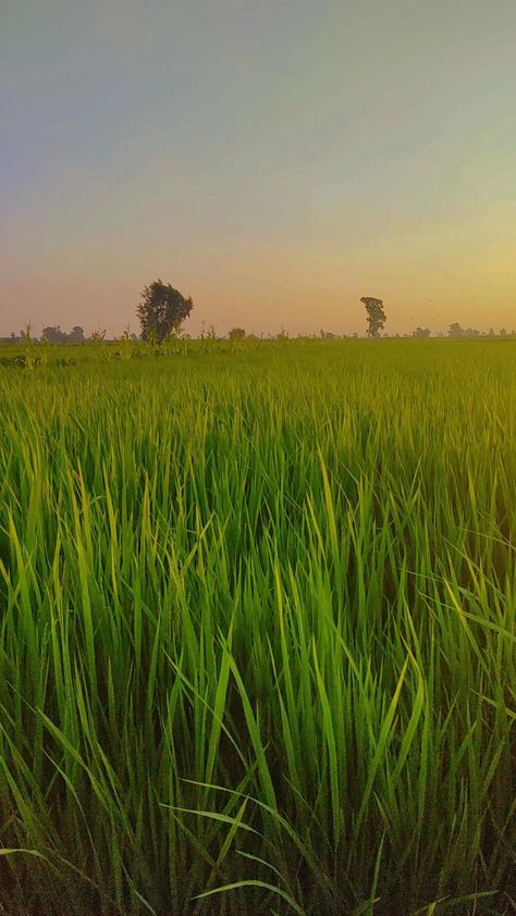 Rice crop wallpapers Crop Wallpapers, Rice Wallpaper, Rice Crop, Rice, Wallpapers