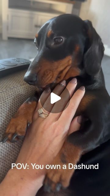 Our Dachshund on Instagram: "Jusr stroke me, dont stop 🤨 Double tap and tag your friend ❤️ Follow us for daily Dachshund videos 🐶 Source: tiktok @darrenthedachshund  (Plz DM us to credits or removal) #dachshund #dachshundpuppy #dachshundlove #dachshundappreciation #dachshundlover #dachshundlife #dachshundoftheday #dachshundgram #dachshundnation #dachshunddaily #dachshunds #dachshundsofinstagram #minidachshund #miniaturedachshund #dappledachshund #wienerdog #sausagedog #sausagedogcentral #sausagedoglove" Dachshund Side Eye, Dachunds Dog, Dashund Dogs, Miniature Daschund, Mini Daschund, Dapple Dachshund Miniature, Dachshund Adoption, Golden Dachshund, Silver Dapple Dachshund