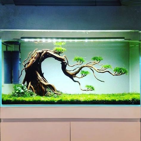 Simple Aquascape, Driftwood Bonsai, Aquarium Bonsai, Tank Terrarium, Driftwood Aquarium, Water Environment, Aquarium Architecture, Fish Tank Terrarium, Fish Tank Design