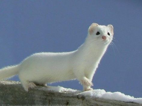 White Ferret, Baby Ferrets, Mystical Animals, Cute Ferrets, Cat Pose, Winter Animals, Silly Animals, Wild Things, Cute Creatures