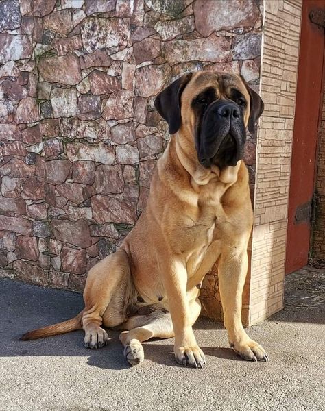 French Mastiff Dog, Bull Mastiff Puppies, English Mastiff Dog, French Mastiff, Mastiff Puppies, Mastiff Dogs, Dogs Breeds, Doberman Dogs, English Mastiff