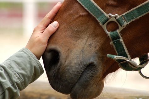 Barn Ventilation Affects Horse Health Animal Reiki, Equestrian Helmets, Equine Therapy, Horse Therapy, Equestrian Helmet, Riding Lessons, Horse Health, Horse Owner, Horse Blankets