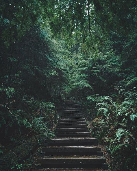 Trip List . Somewhere in the Nature. Green Walk . Forest . Remote Places . Fantasy Clouds, Stairs Art, Trip List, Vintage Nature Photography, Stair Art, Remote Places, Aesthetics Tumblr, Instagram Illustration, Art Magic