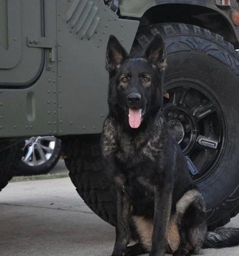 The power of a military dog Sable German Shepherd, German Sheperd Dogs, Car Food, Military Working Dogs, Black German Shepherd, Military Dogs, Best Dog Training, Yorkshire Terrier Puppies, Feeling Better