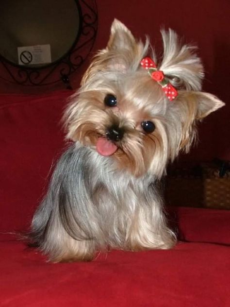 Yorkie Haircuts, Small Dog, Yorkshire Terrier, Yorkie, Yorkshire