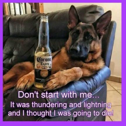 German Shepherd Memes, Shepard Dog, German Shepherd Funny, Funny Dog Memes, Thunder And Lightning, Lab Puppies, Funny Animal Jokes, German Shorthaired Pointer, Refrigerator Magnet