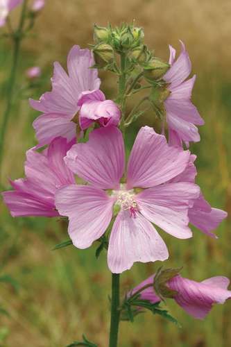 Malva Moschata, Musk Mallow, Mallow Plant, Mallow Flower, Biennial Plants, Natural Ecosystem, Wildlife Gardening, Forest Garden, Ornamental Grasses