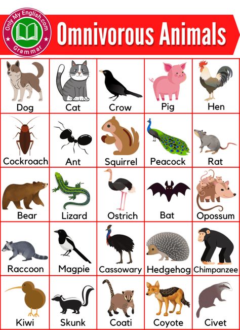 Omnivorous Animals Name List with Pictures » OnlyMyEnglish Carnivorous Animals Chart, Omnivores Animals, Animal Names For Kids, Animals Name With Picture, Carnivores Herbivores Omnivores, Animals Name List, Omnivorous Animals, Animal Pictures For Kids, Animals Name In English