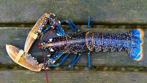 A photo of a blue lobster Remote Cabin, Lobster Art, Orange Spider, Blue Lobster, Blue Photo, Lobster Roll, Polymer Clay Jewelry Diy, The Night Sky, Coastal Art