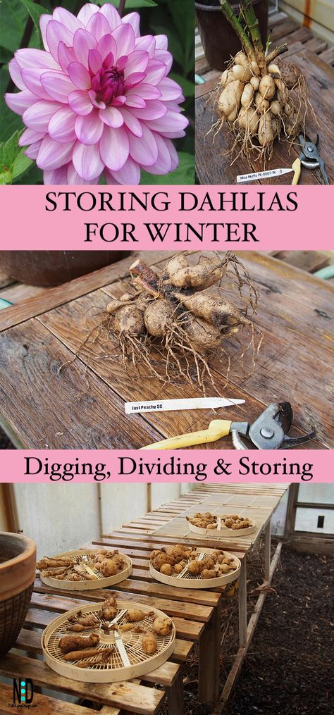 Learn how to dig out dahlia tubers for winter. Divide in fall or spring. How to store and replant in the spring. Dahlia Flower Garden, Dahlia Care, Flower Dahlia, Cut Flower Farm, Dahlia Tubers, Dahlias Garden, Growing Dahlias, Dahlia Flowers, Overwintering