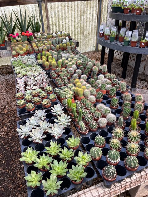 succulents cactus garden nursery Small Plant Nursery Ideas, Plant Nursery Aesthetic, Garden Center Displays, Nursery Layout, Own Business Ideas, Plant Display Ideas, Plant Store, Portfolio Project, Backyard Plants