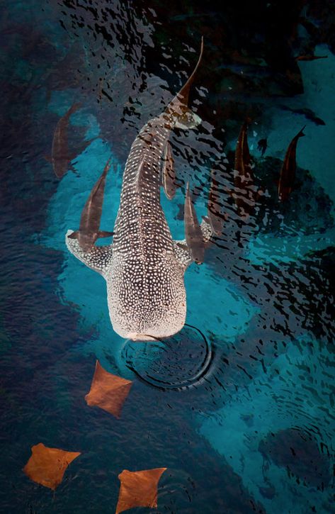 ♂ Life by the sea - West Side Story by Pat Kofahl  #fish #ocean #sea #planetearth #nature #blue Whale Shark, A Group, Swimming, Fish, Water